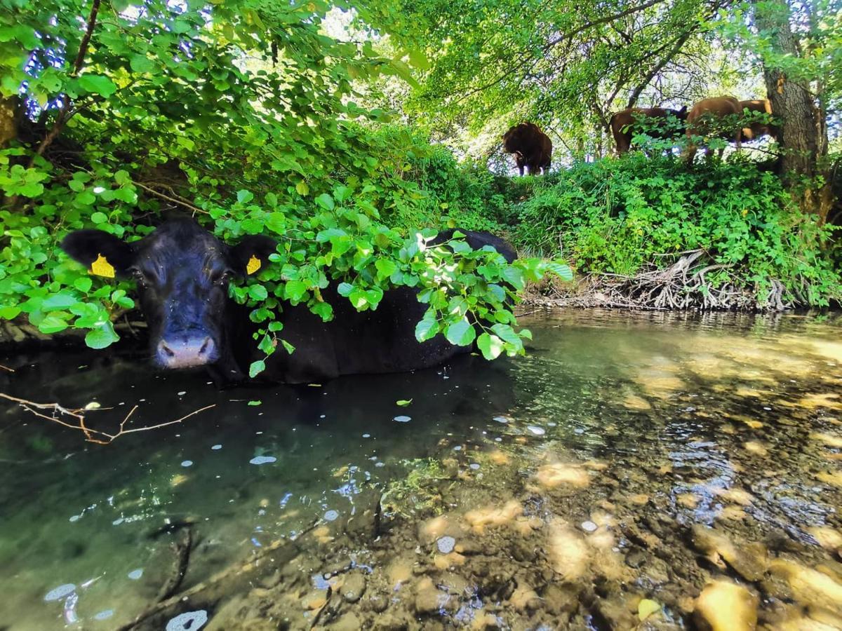 Farm Stay Peternelj Ilirska Bistrica Buitenkant foto