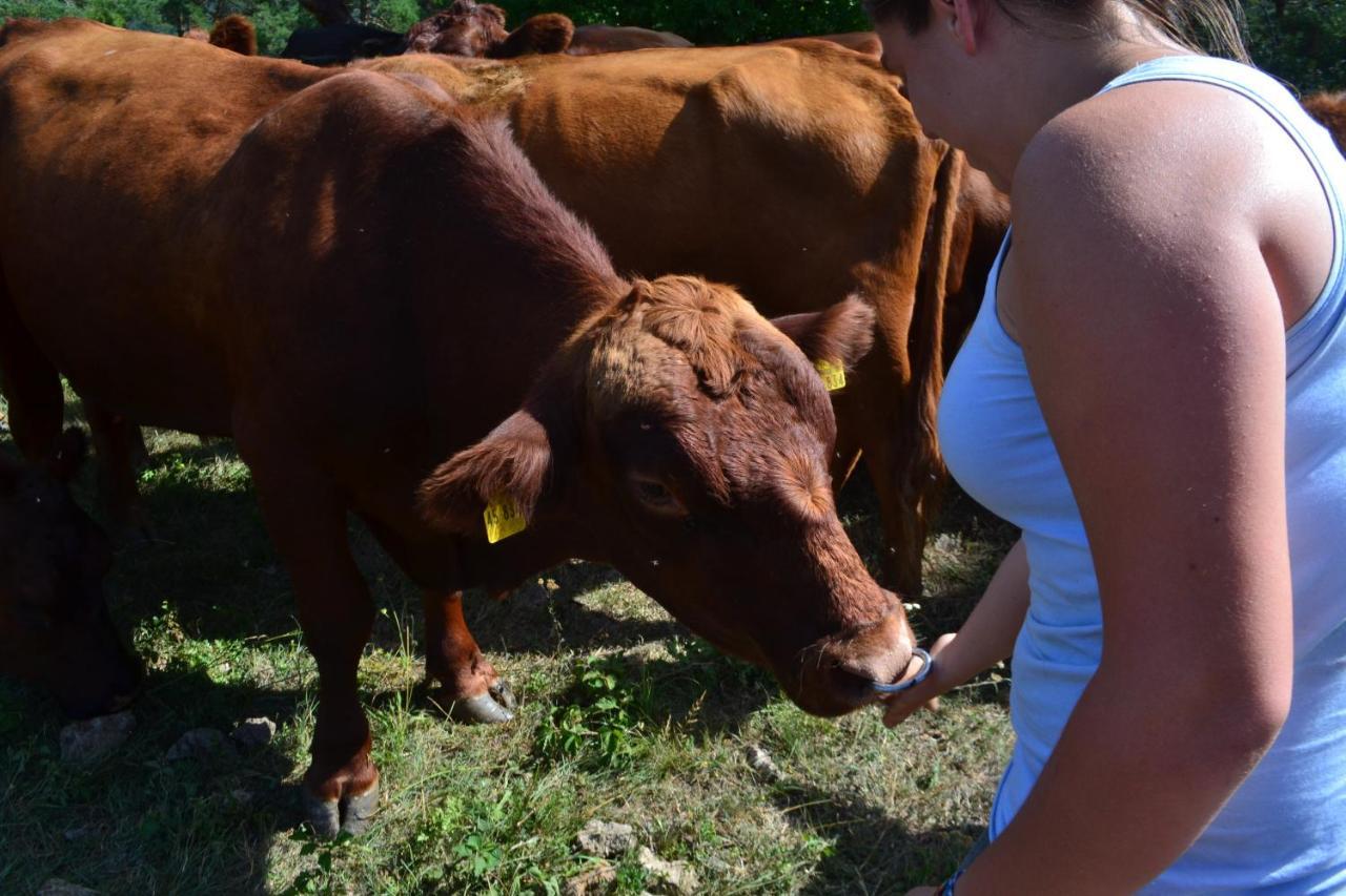 Farm Stay Peternelj Ilirska Bistrica Buitenkant foto