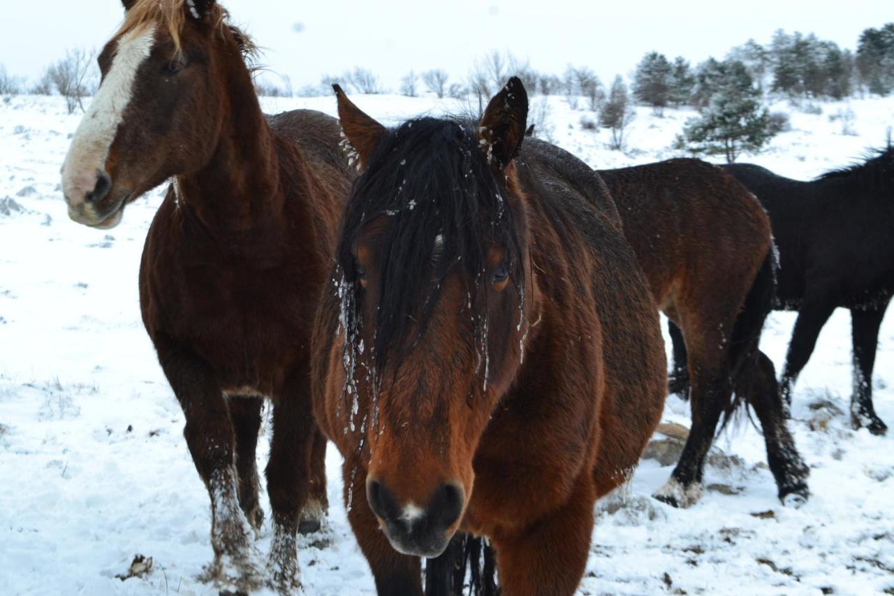 Farm Stay Peternelj Ilirska Bistrica Buitenkant foto