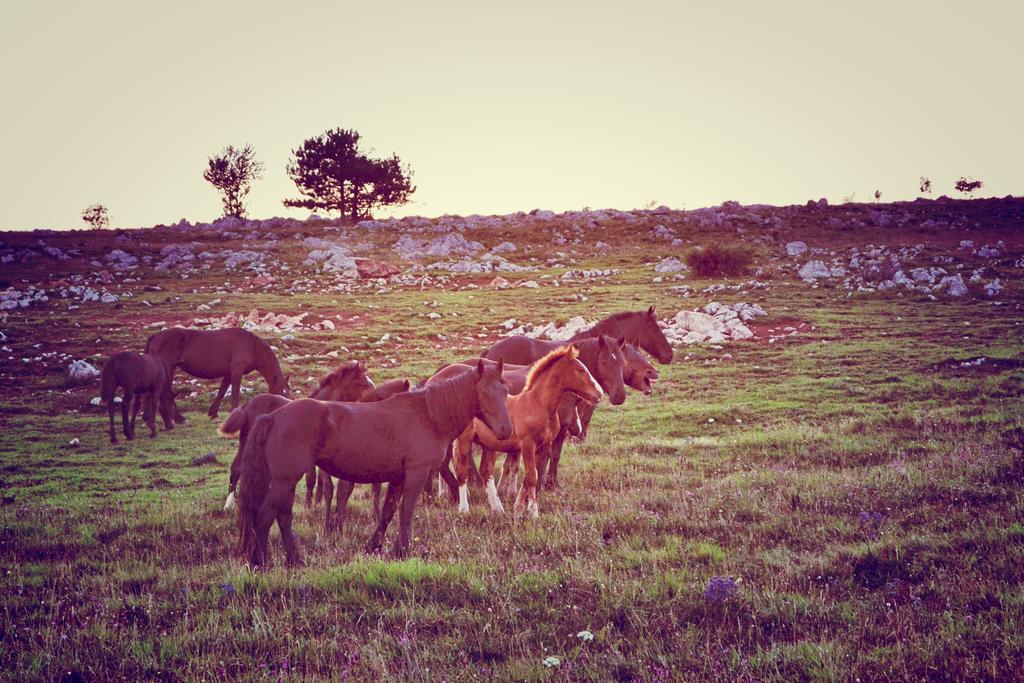 Farm Stay Peternelj Ilirska Bistrica Buitenkant foto