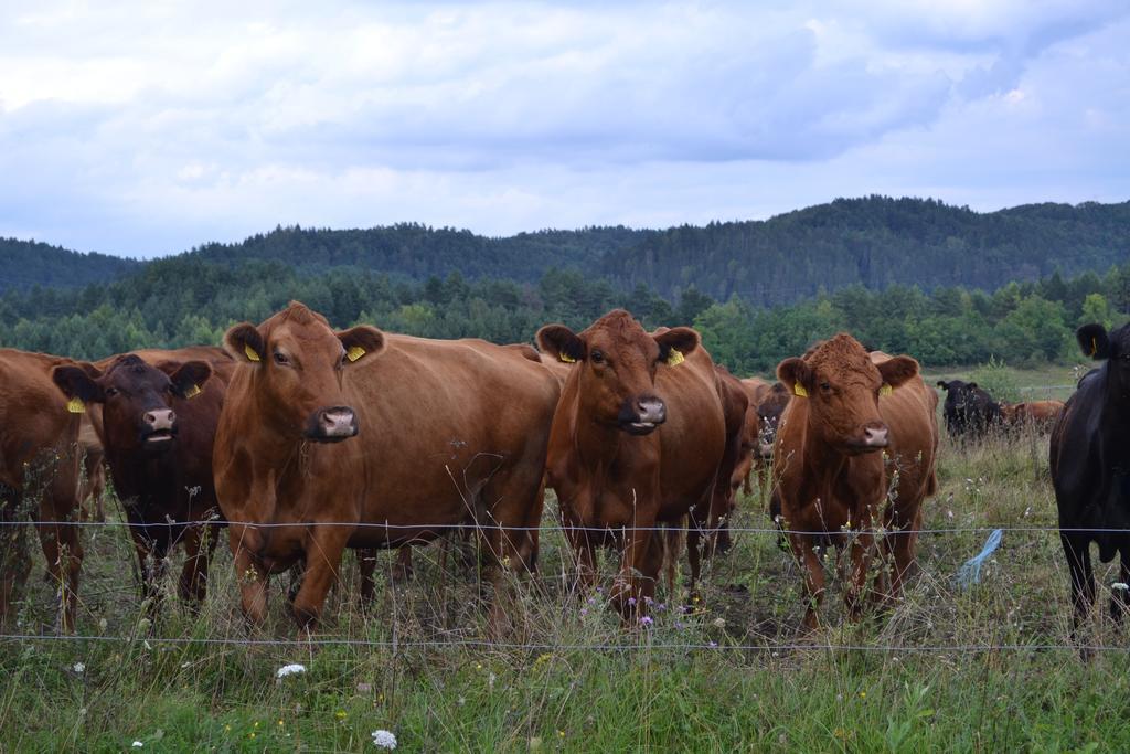 Farm Stay Peternelj Ilirska Bistrica Buitenkant foto